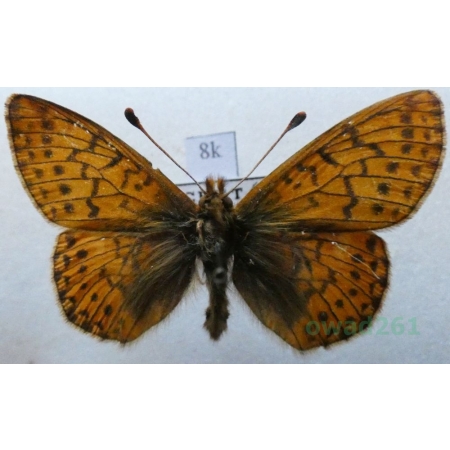 Boloria hegemone (Staudinger, 1881) Kazachstan8k